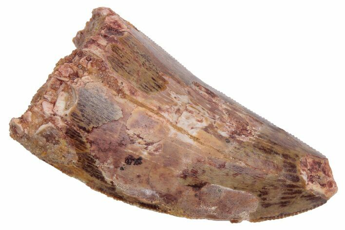 Serrated, Carcharodontosaurus Tooth - Real Dinosaur Tooth #230591